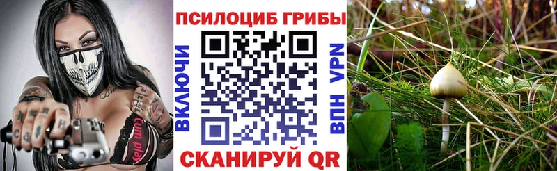 где купить наркотик  Заволжск  Галлюциногенные грибы Psilocybine cubensis 